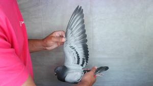 Pigeon image