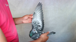 Pigeon image