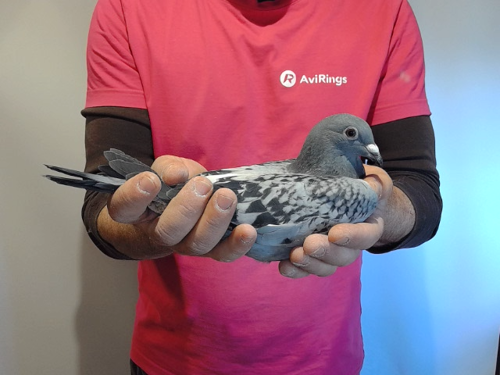 Pigeon image