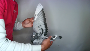 Pigeon image