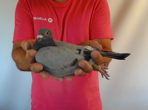 Pigeon image