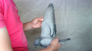 Pigeon image