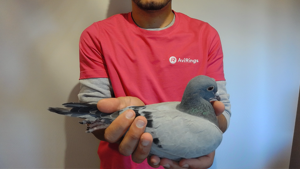 Pigeon image