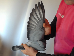 Pigeon image