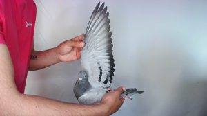 Pigeon image