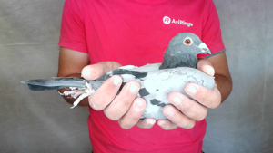 Pigeon image