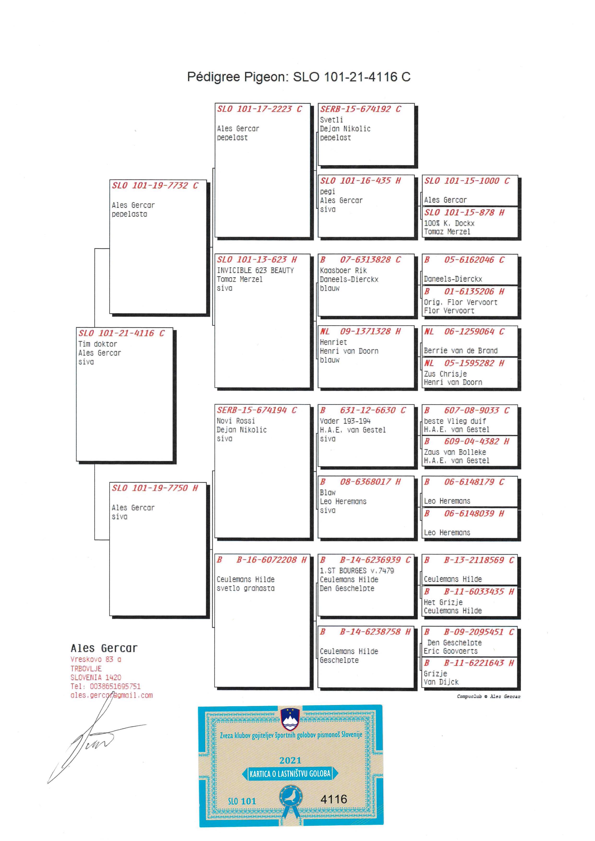 Pigeon pedigree image
