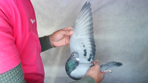 Pigeon image