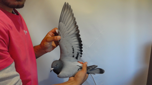 Pigeon image