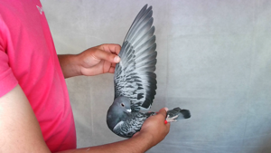 Pigeon image