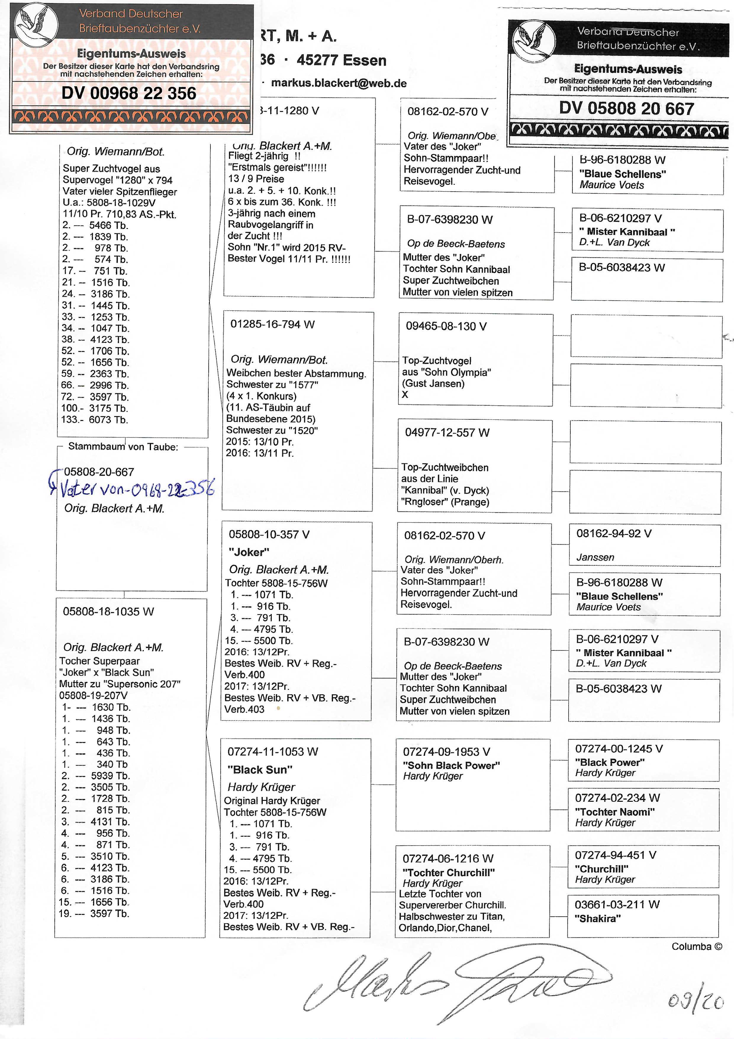 Pigeon pedigree image