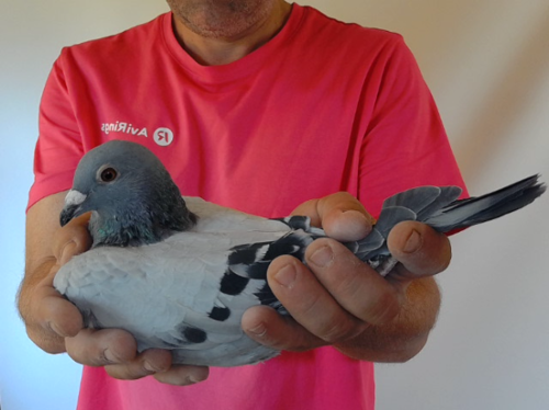 Pigeon image