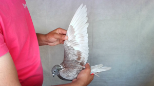 Pigeon image