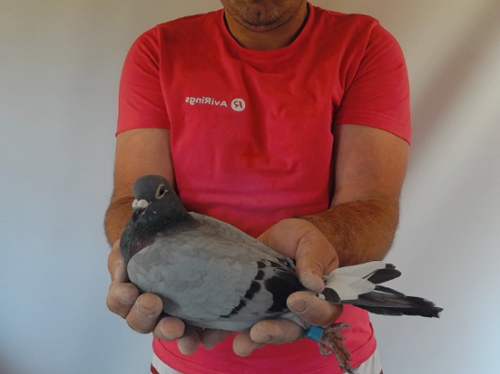 Pigeon image