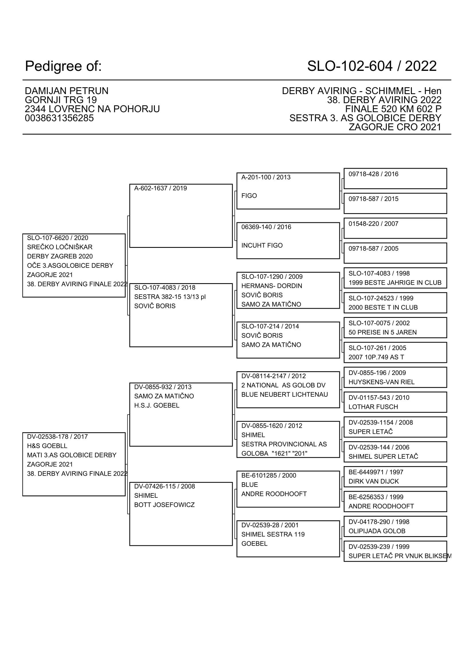 Pigeon pedigree image