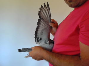 Pigeon image