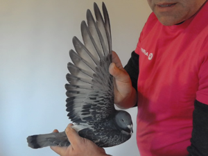 Pigeon image