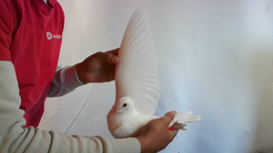 Pigeon image