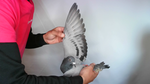 Pigeon image