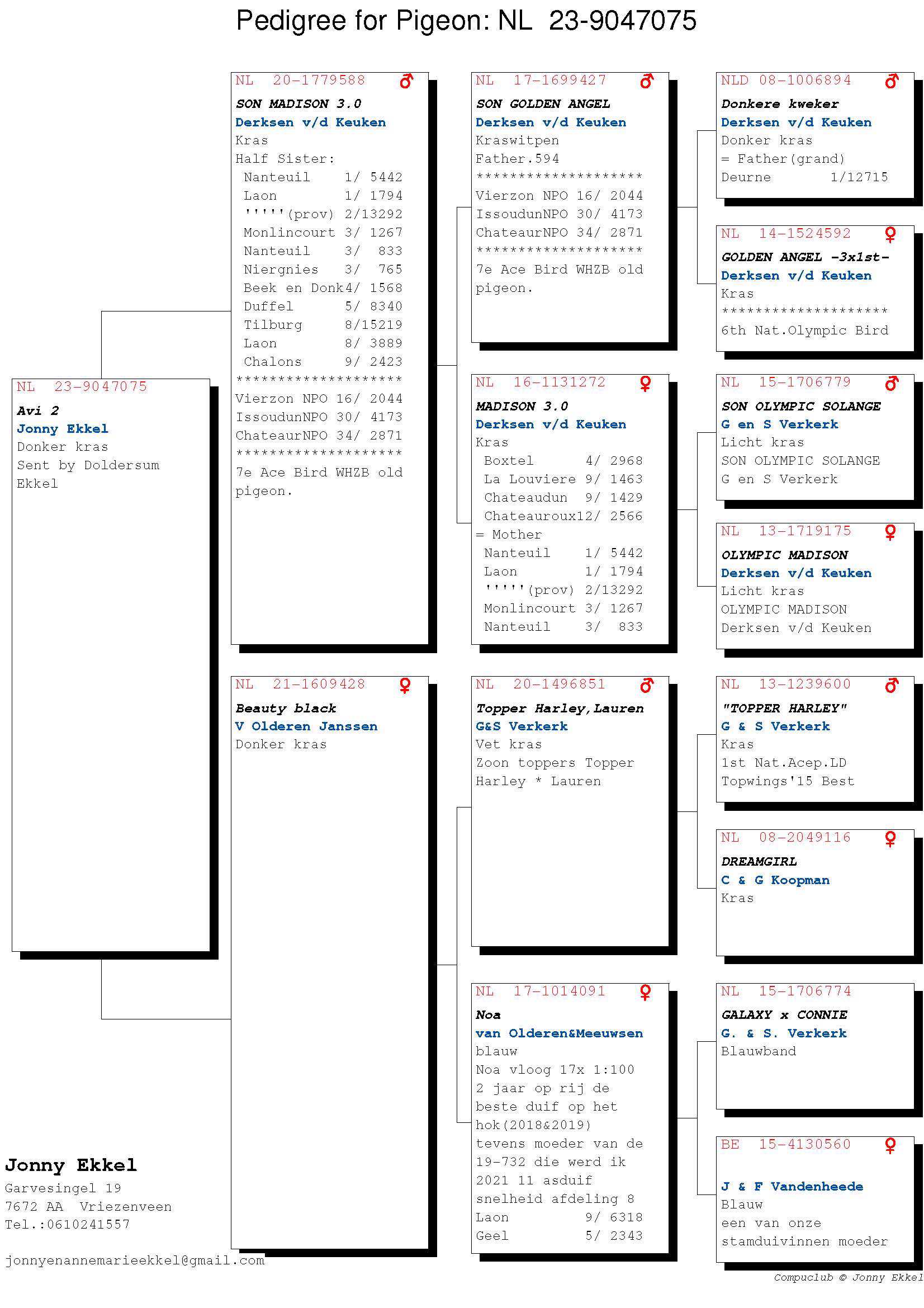 Pigeon pedigree image