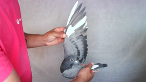 Pigeon image