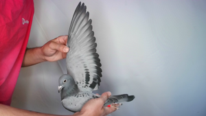 Pigeon image