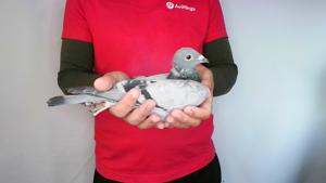 Pigeon image