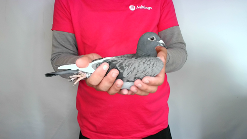 Pigeon image
