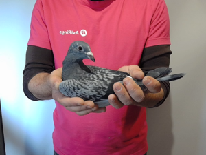 Pigeon image