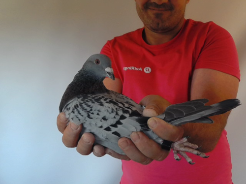 Pigeon image