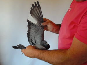 Pigeon image