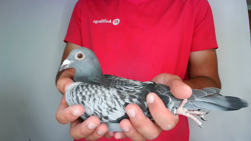 Pigeon image