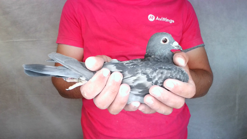 Pigeon image