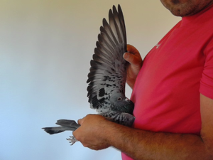 Pigeon image