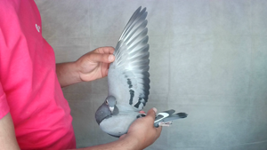 Pigeon image