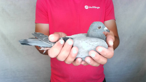 Pigeon image