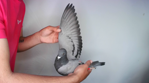 Pigeon image