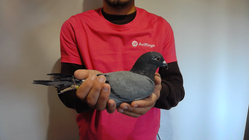 Pigeon image