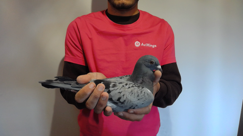 Pigeon image