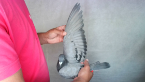 Pigeon image