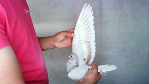 Pigeon image