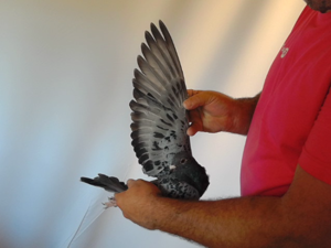 Pigeon image