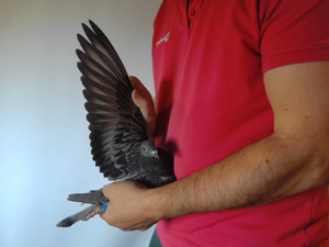 Pigeon image