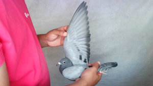 Pigeon image