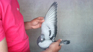 Pigeon image