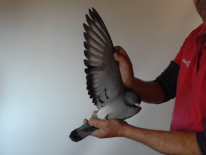Pigeon image