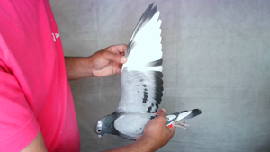 Pigeon image