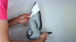 Pigeon image