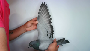 Pigeon image