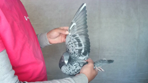 Pigeon image